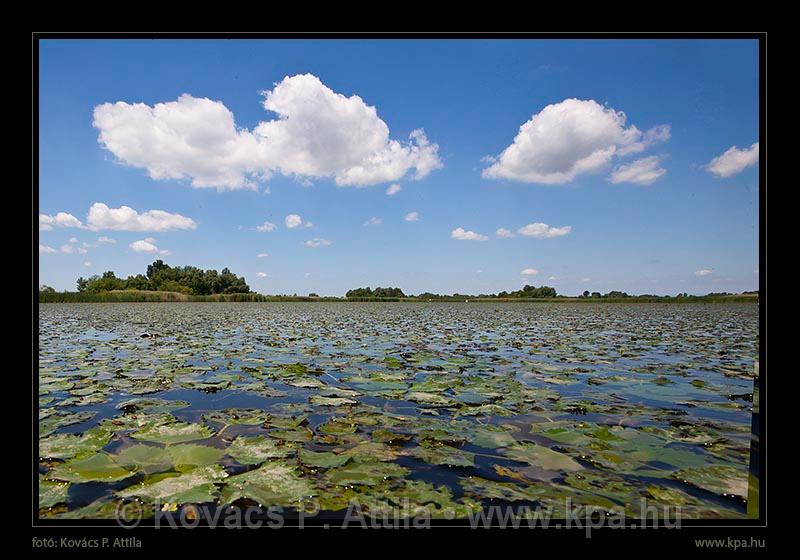Tisza-tó 055.jpg